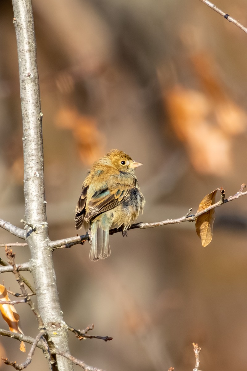 Indigo Bunting - ML646668512
