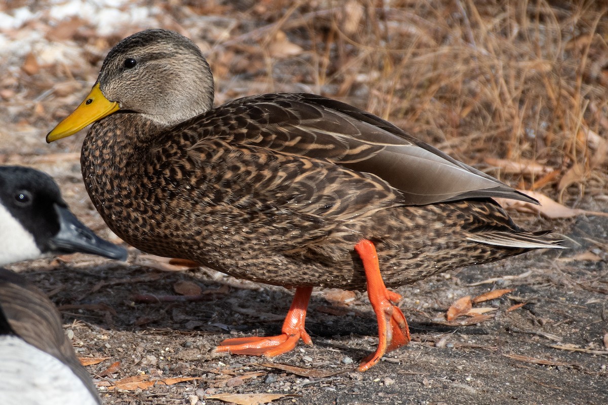 Mallard x Mexican Duck (hybrid) - ML646668516