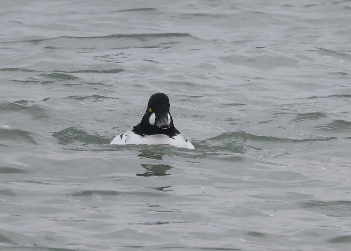 Porrón Osculado - ML646668518