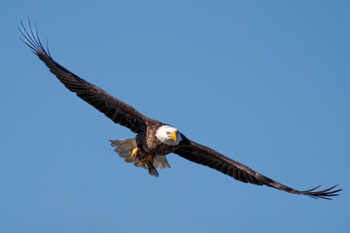 Bald Eagle - ML646668519