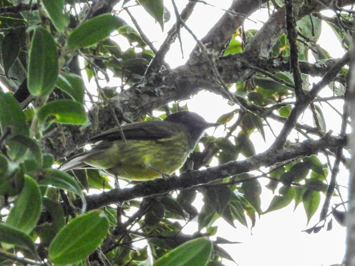 Streak-necked Flycatcher - ML646668520