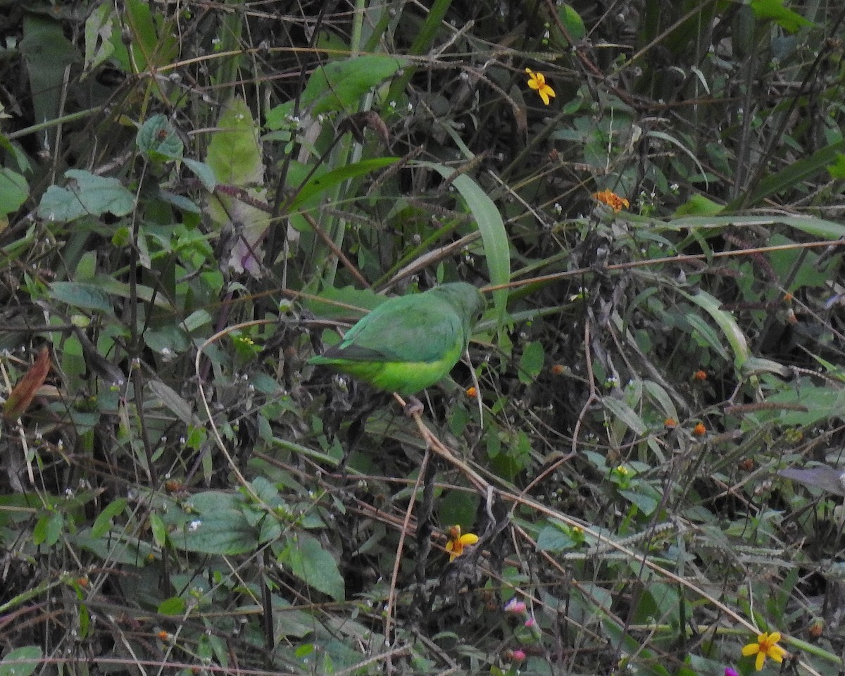 Green-rumped Parrotlet - ML646668521