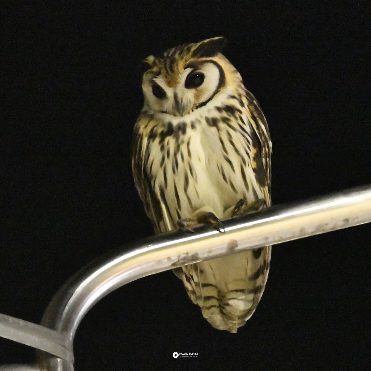 Striped Owl - ML646668522