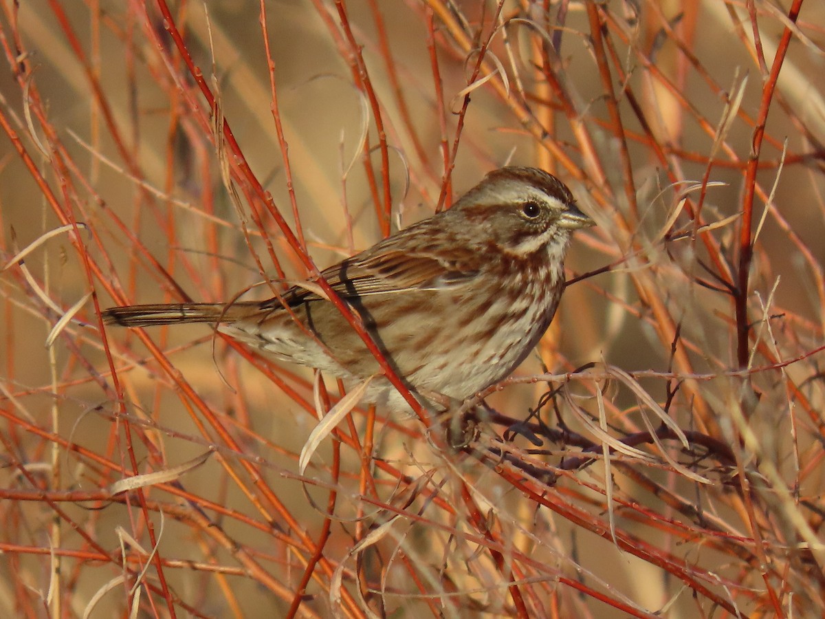 Song Sparrow - ML646668523