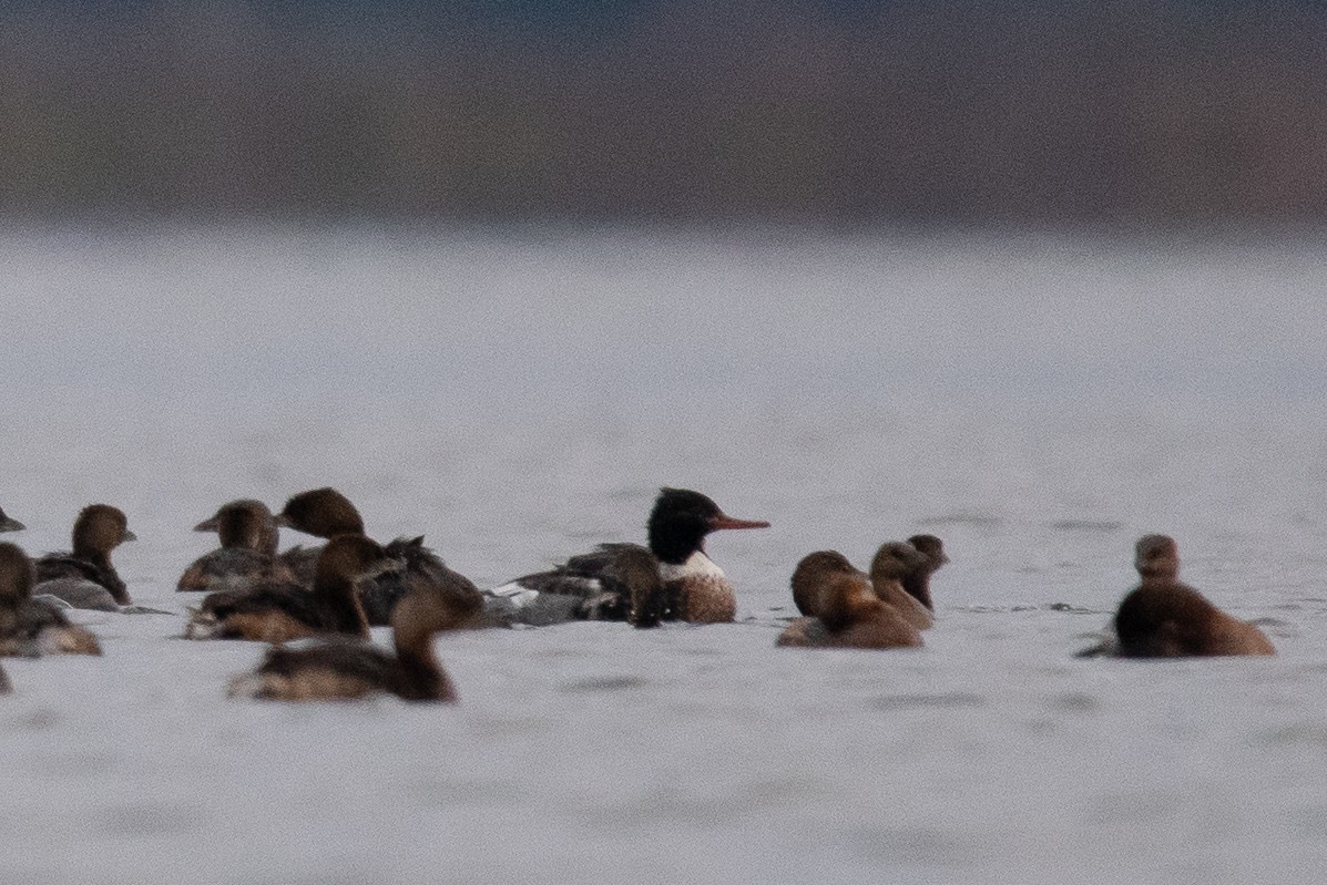 Tarakdiş - ML646668524