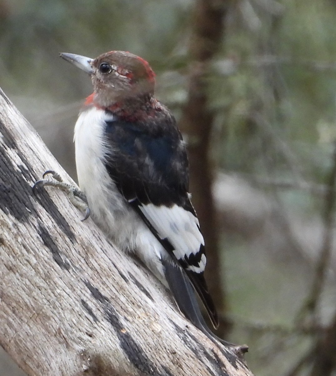 ズアカキツツキ - ML646668525