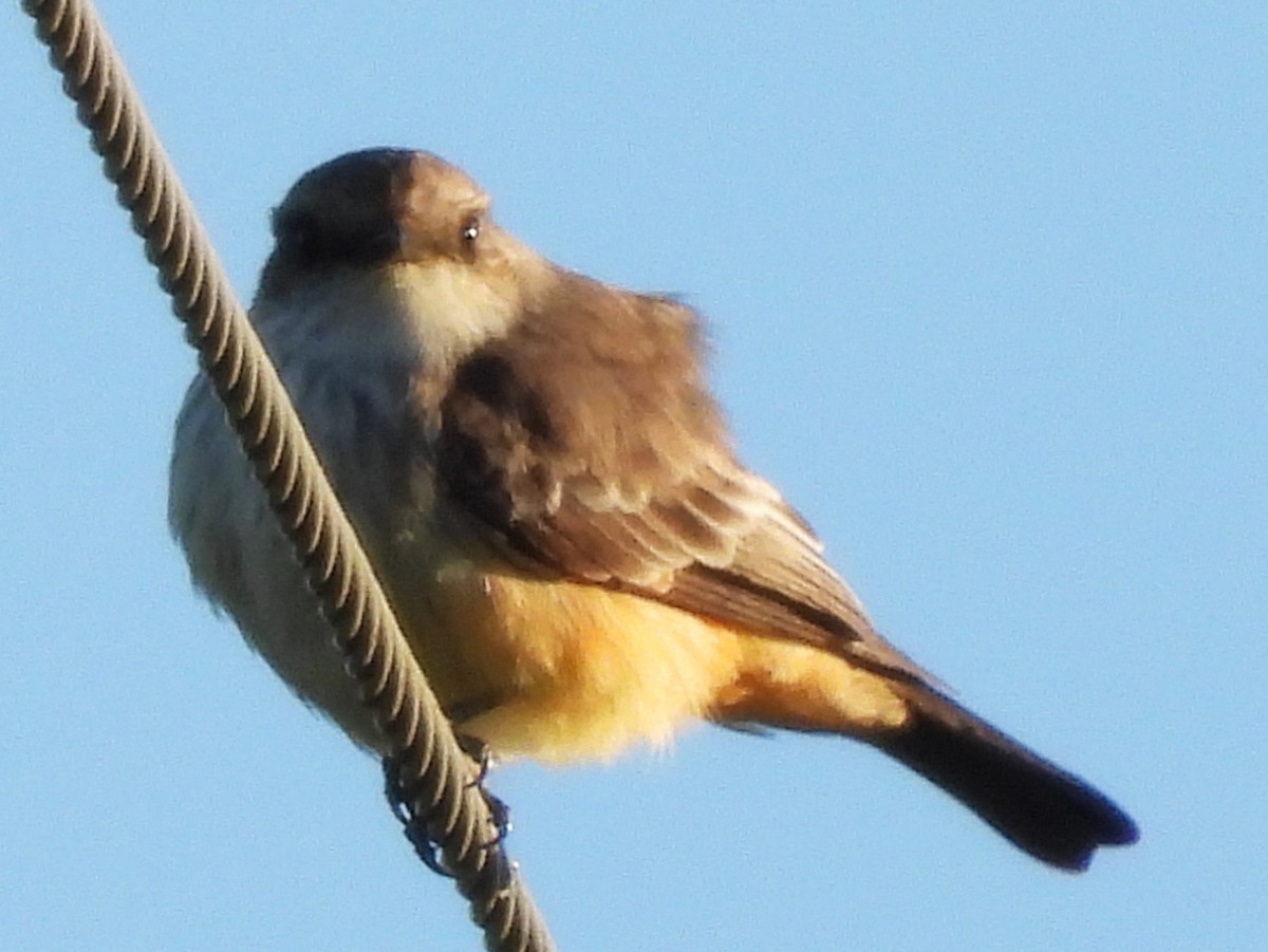 Vermilion Flycatcher - ML646668530