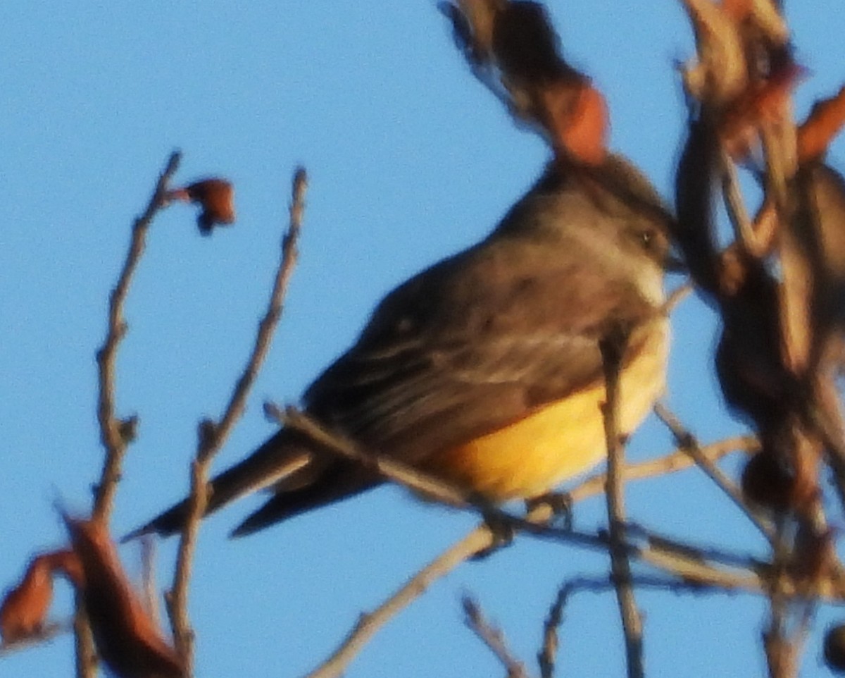 Vermilion Flycatcher - ML646668531