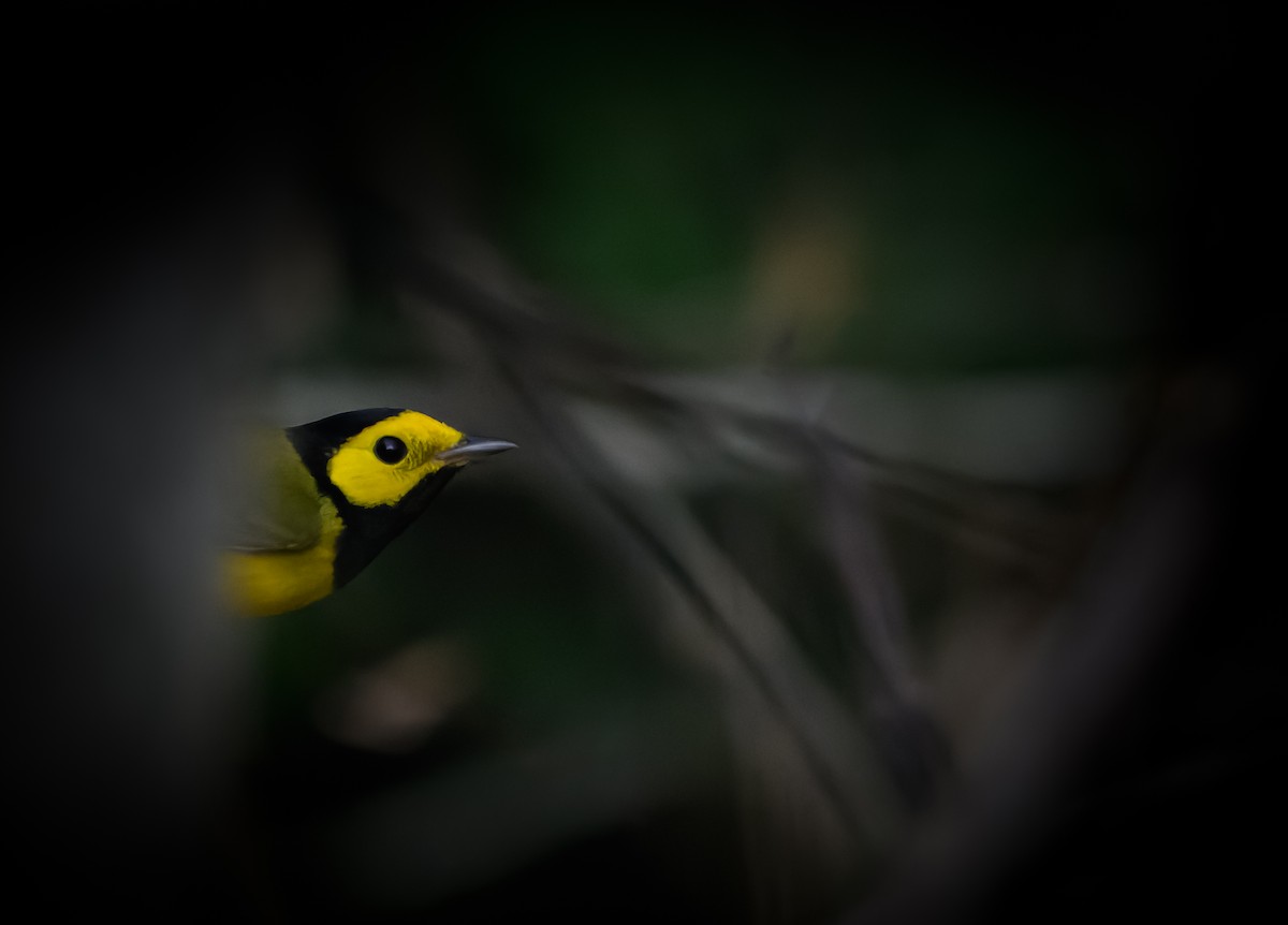 Hooded Warbler - ML646668532