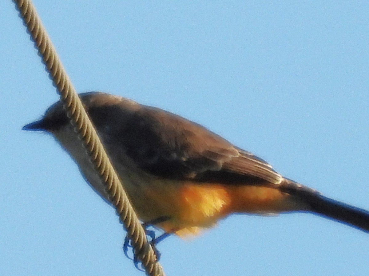 Vermilion Flycatcher - ML646668533