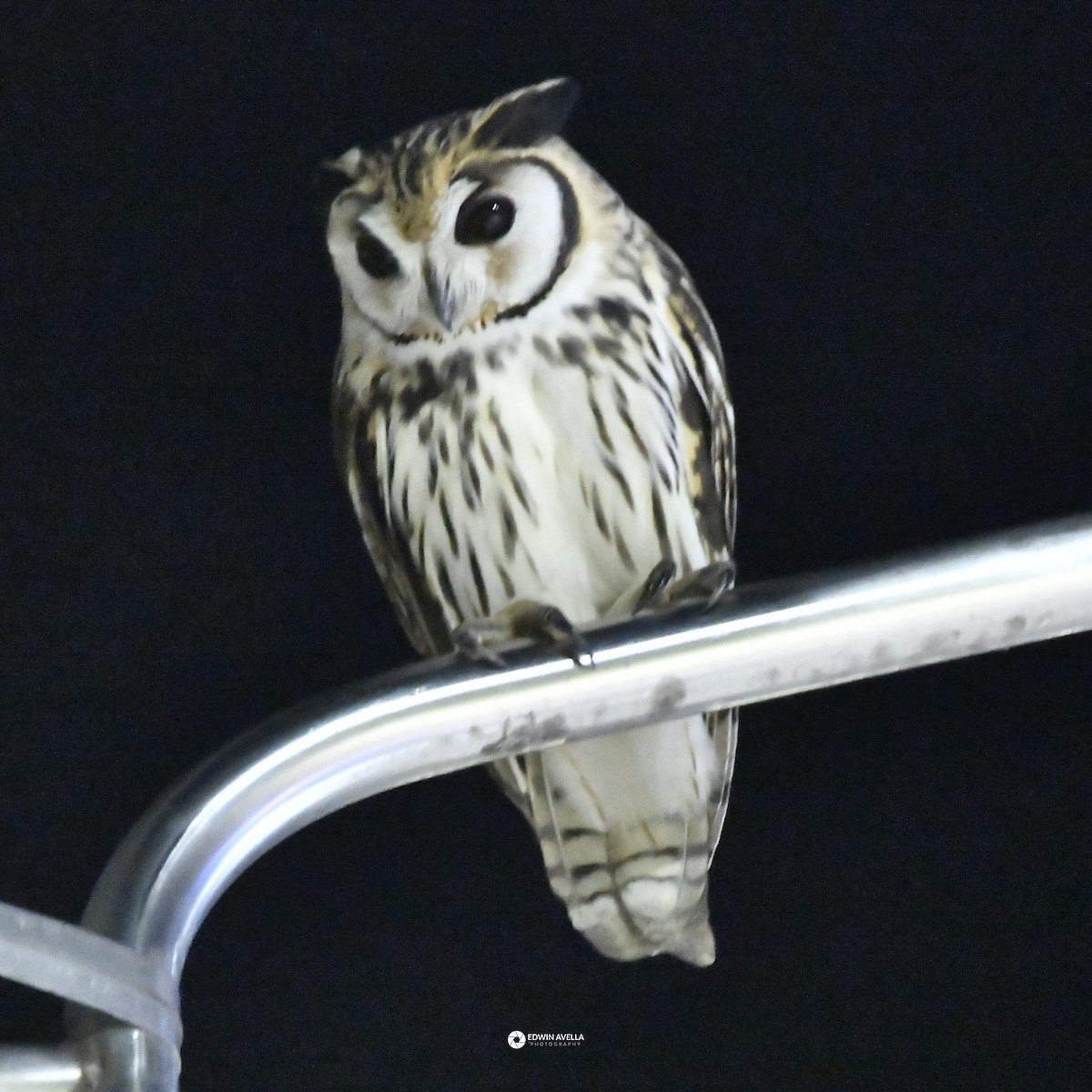 Striped Owl - ML646668534