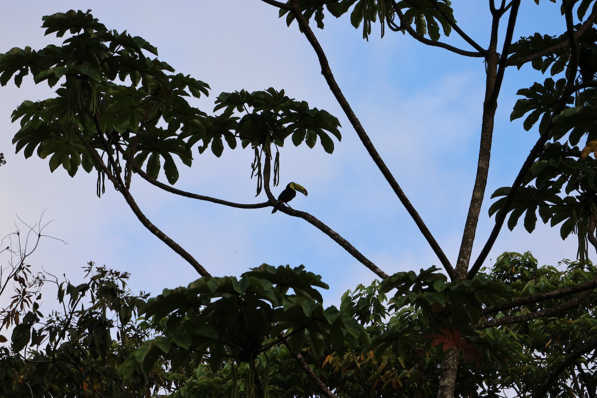 Keel-billed Toucan - ML646668535