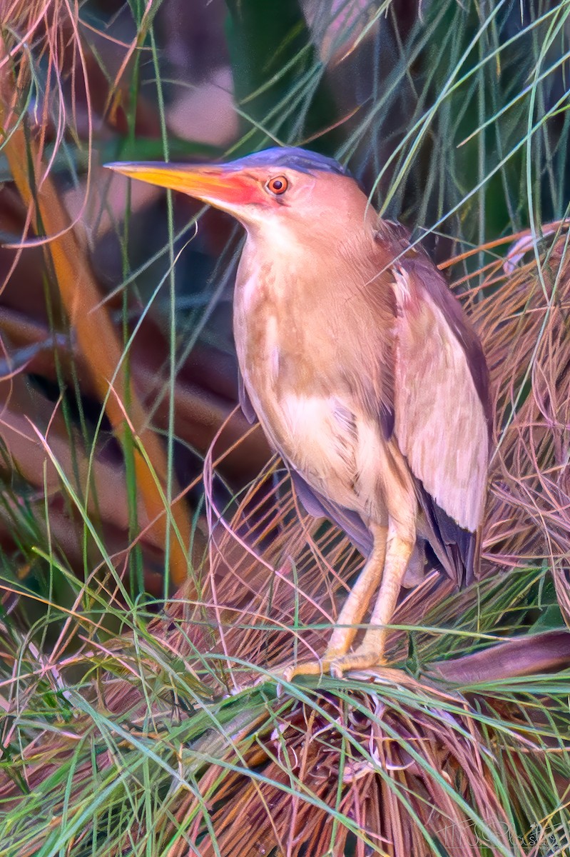 Little Bittern (African) - ML646668536