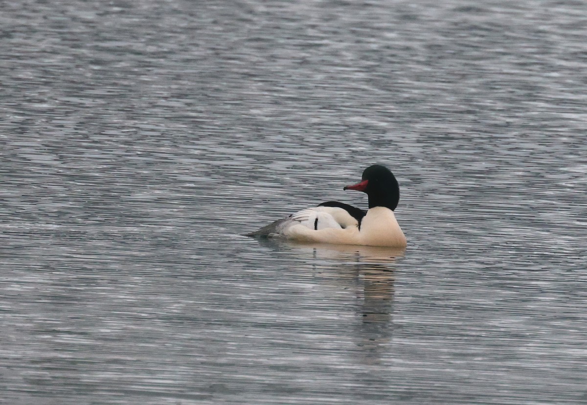 Serreta Grande - ML646668537