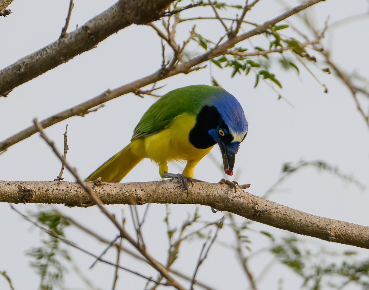 Inkablaurabe - ML646668539