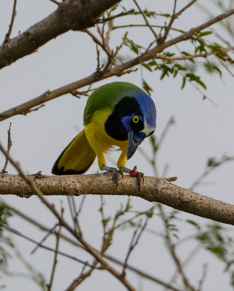 Inkablaurabe - ML646668540