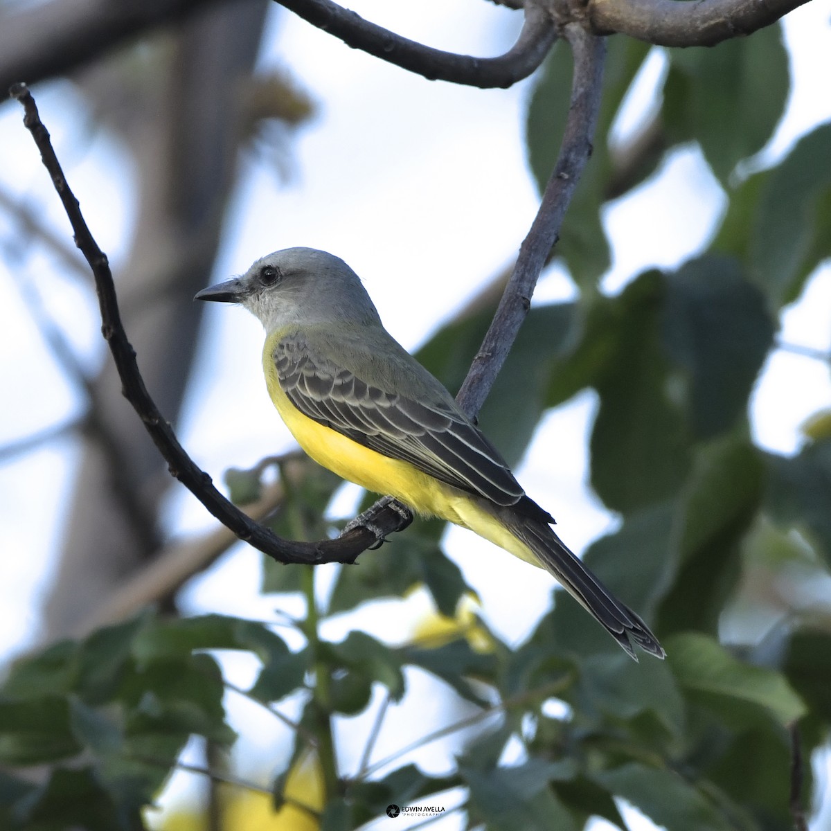 Tropical Kingbird - ML646668542