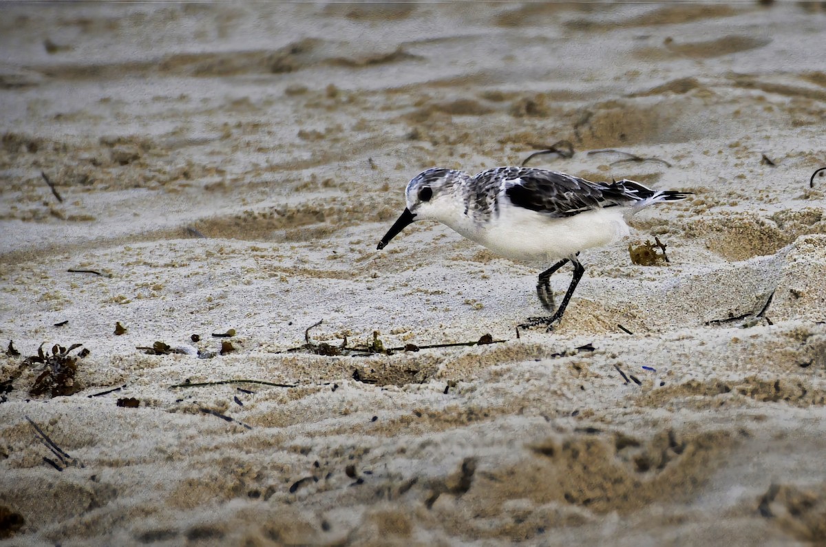 Sanderling - ML646668543