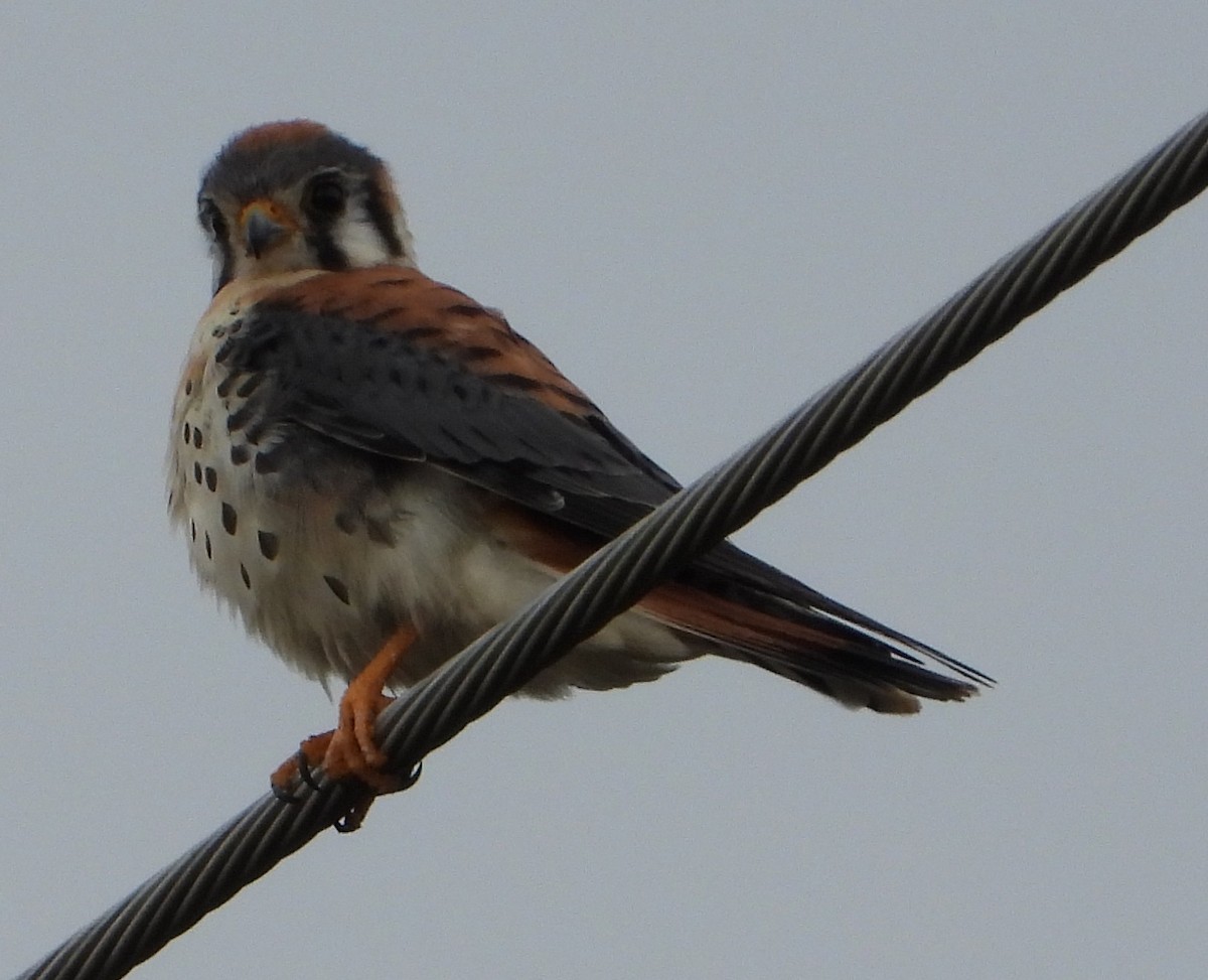 アメリカチョウゲンボウ - ML646668544