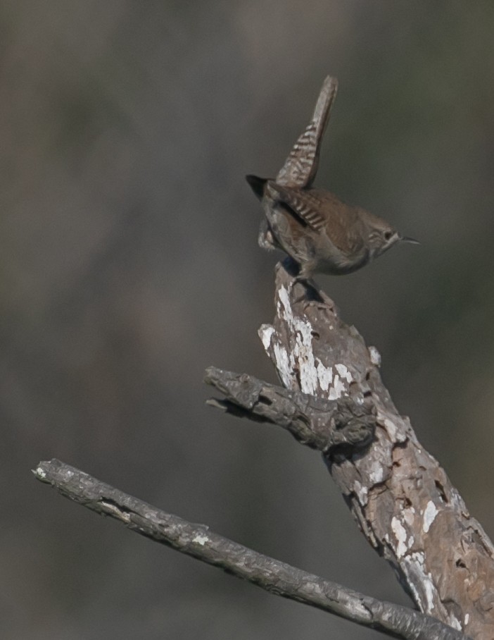Northern House Wren - ML646668545