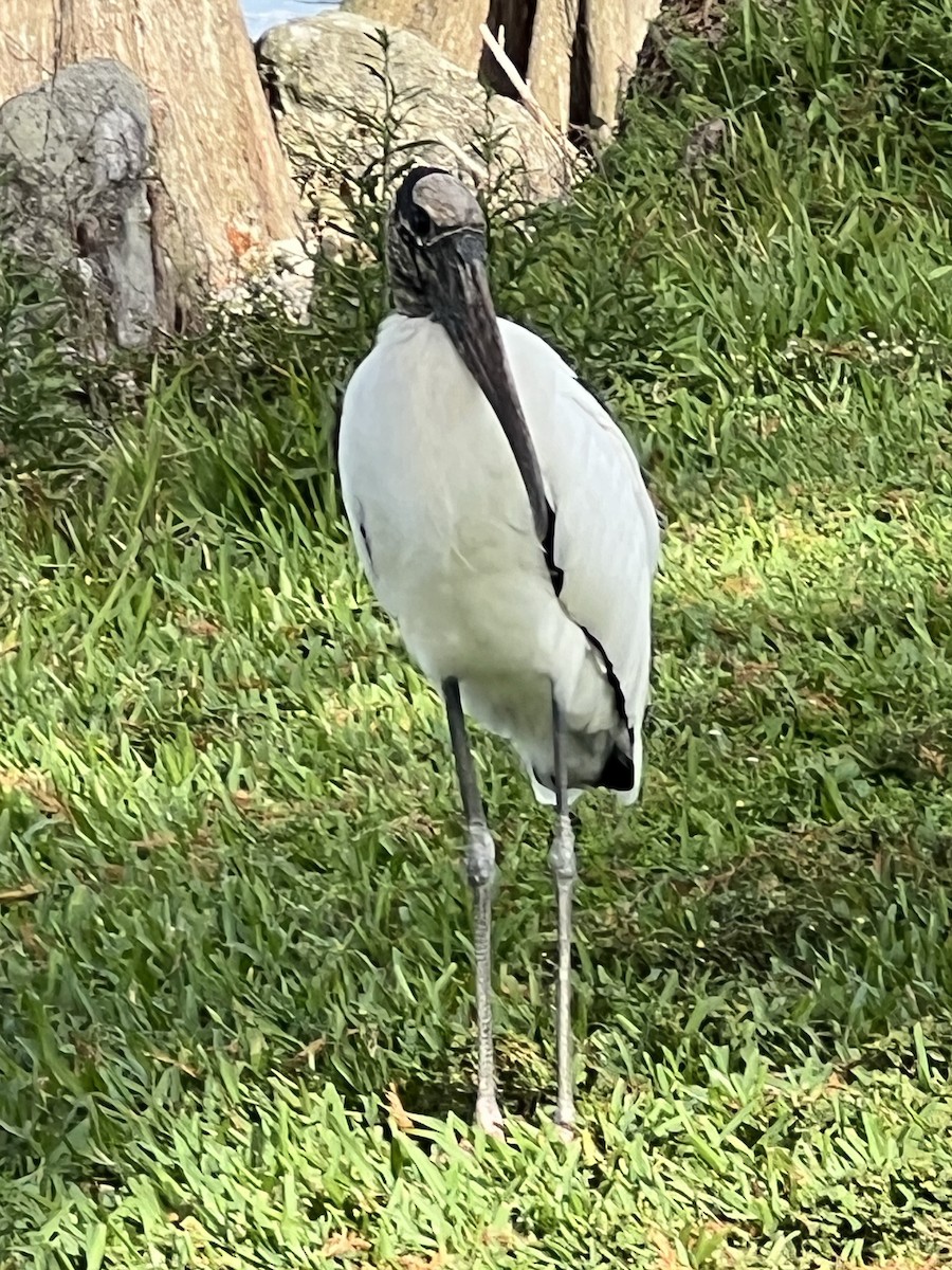 Wood Stork - ML646668547