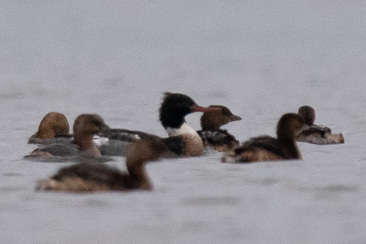 Tarakdiş - ML646668549