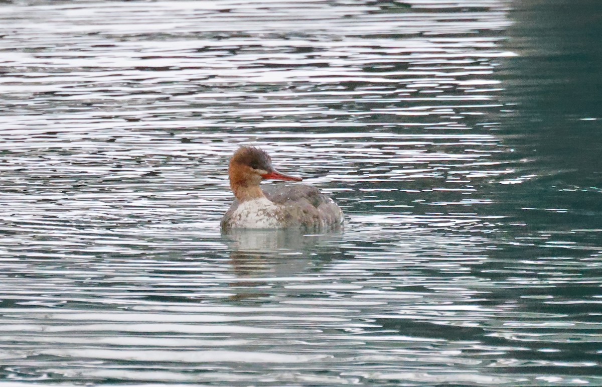 Zerra ertaina - ML646668551