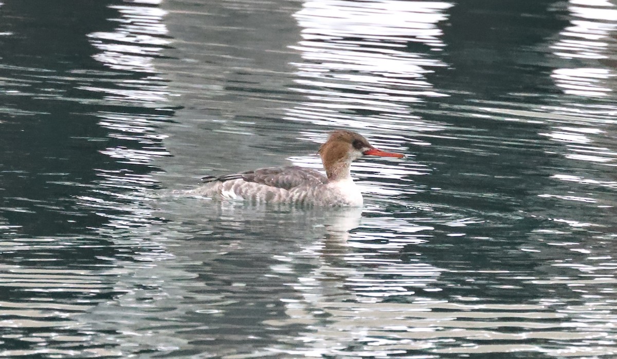 Serreta Mediana - ML646668552