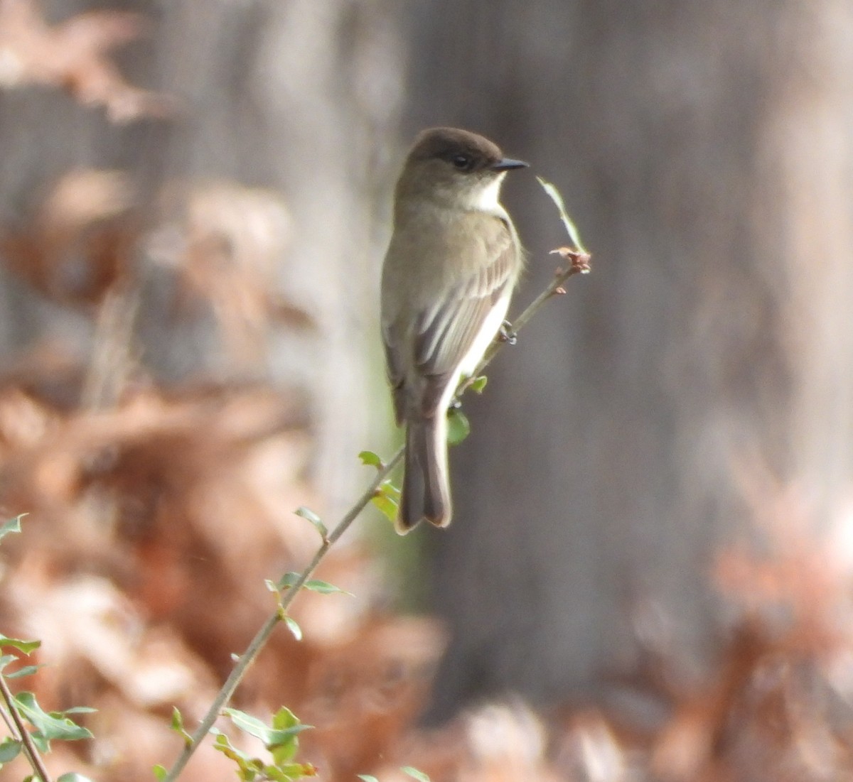 ツキヒメハエトリ - ML646668553