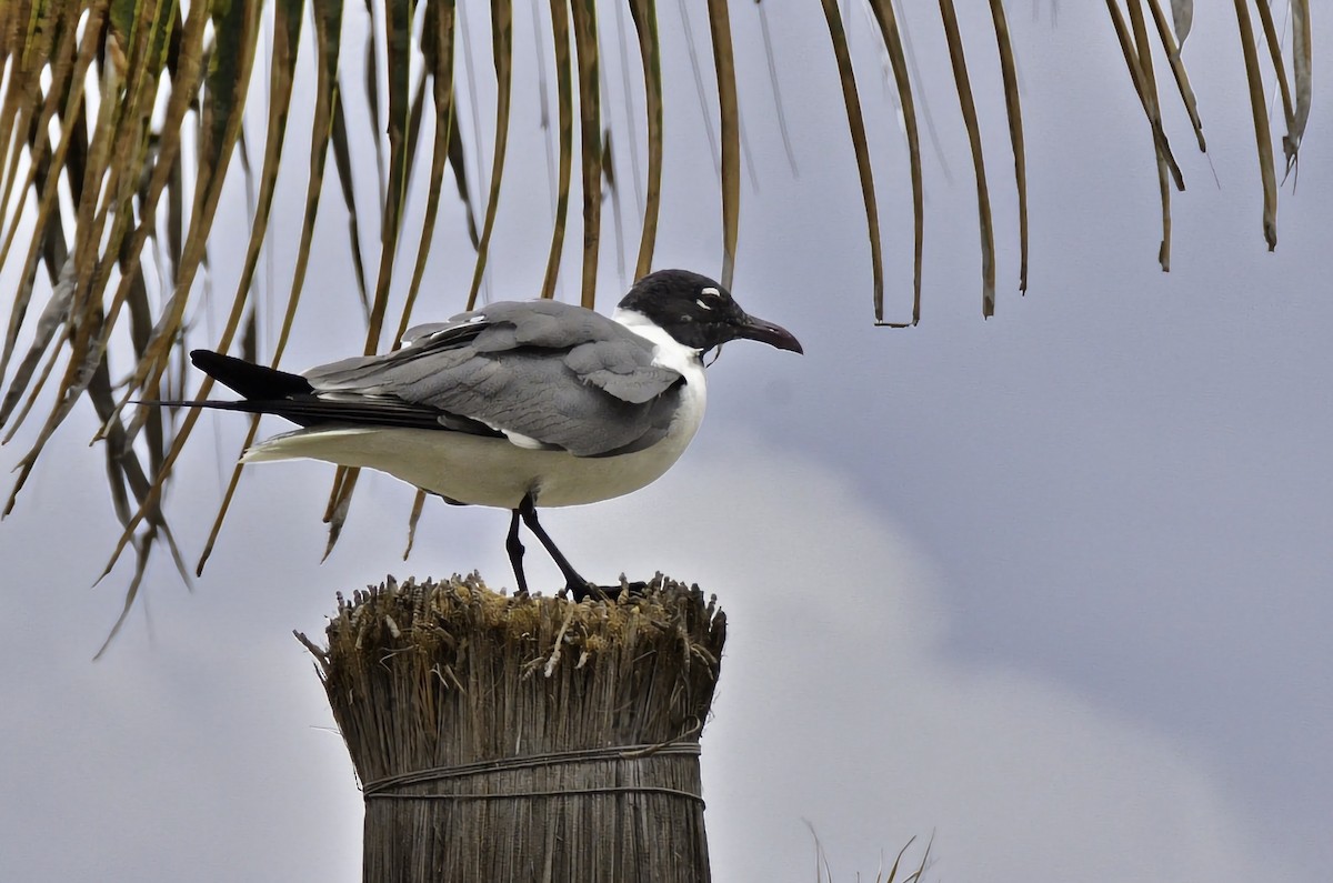 Laughing Gull - ML646668554