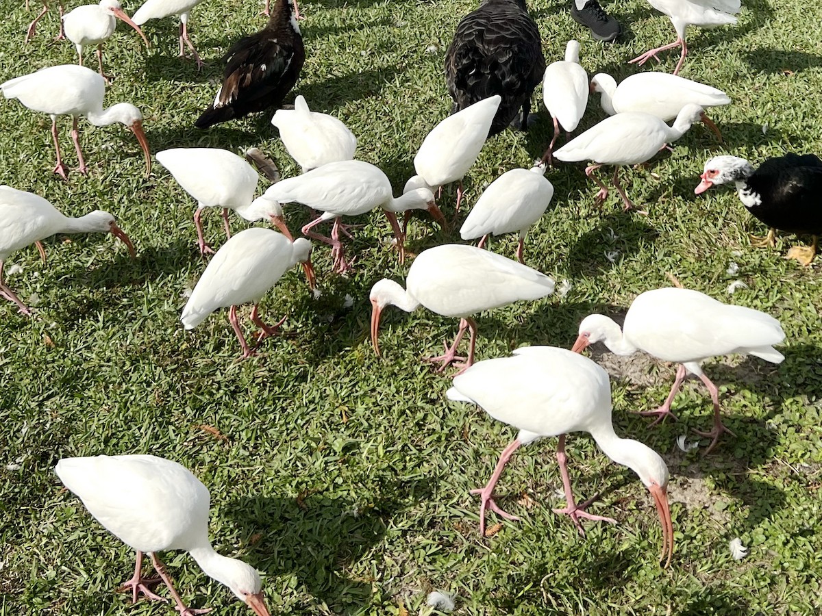 White Ibis - ML646668555