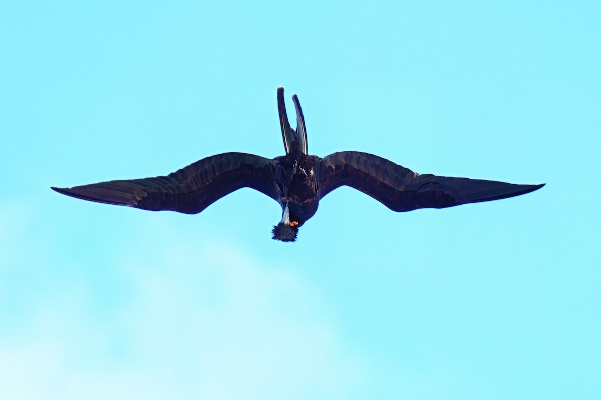 Magnificent Frigatebird - ML646668556