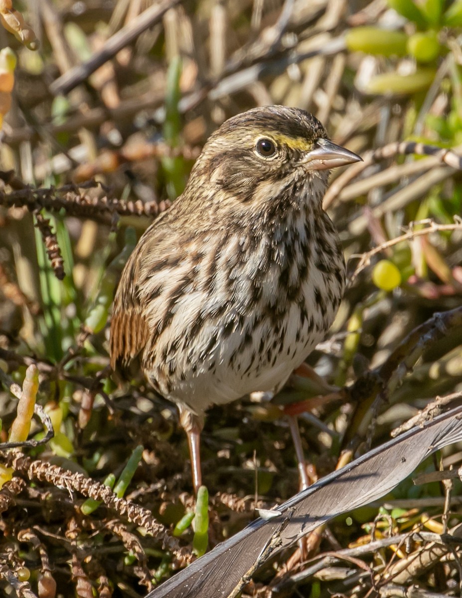 Savannah Sparrow (Belding's) - ML646668557