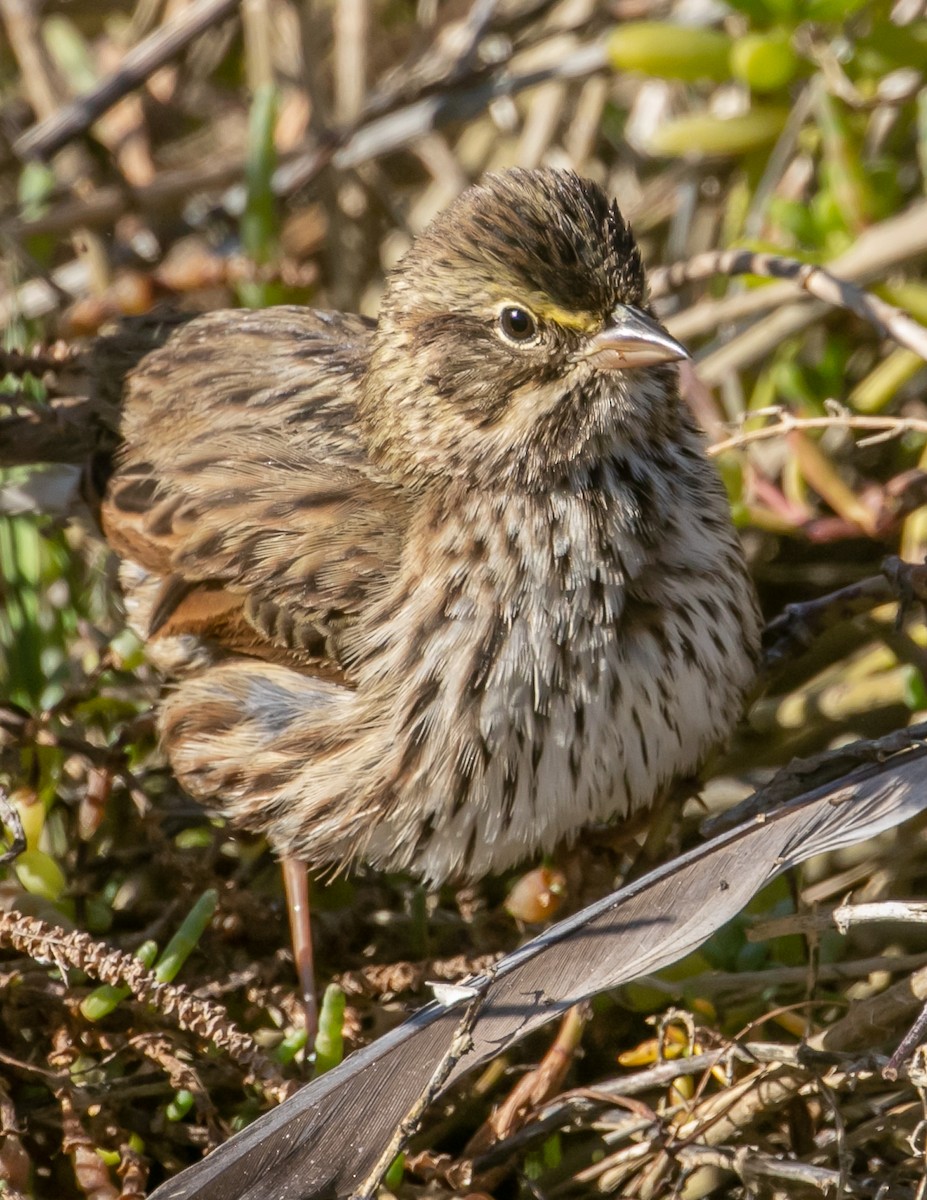 Savannah Sparrow (Belding's) - ML646668558