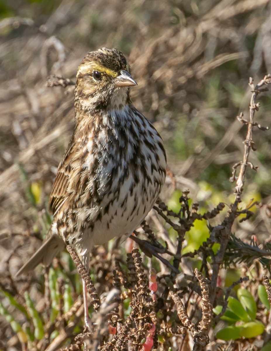 Savannah Sparrow (Belding's) - ML646668559
