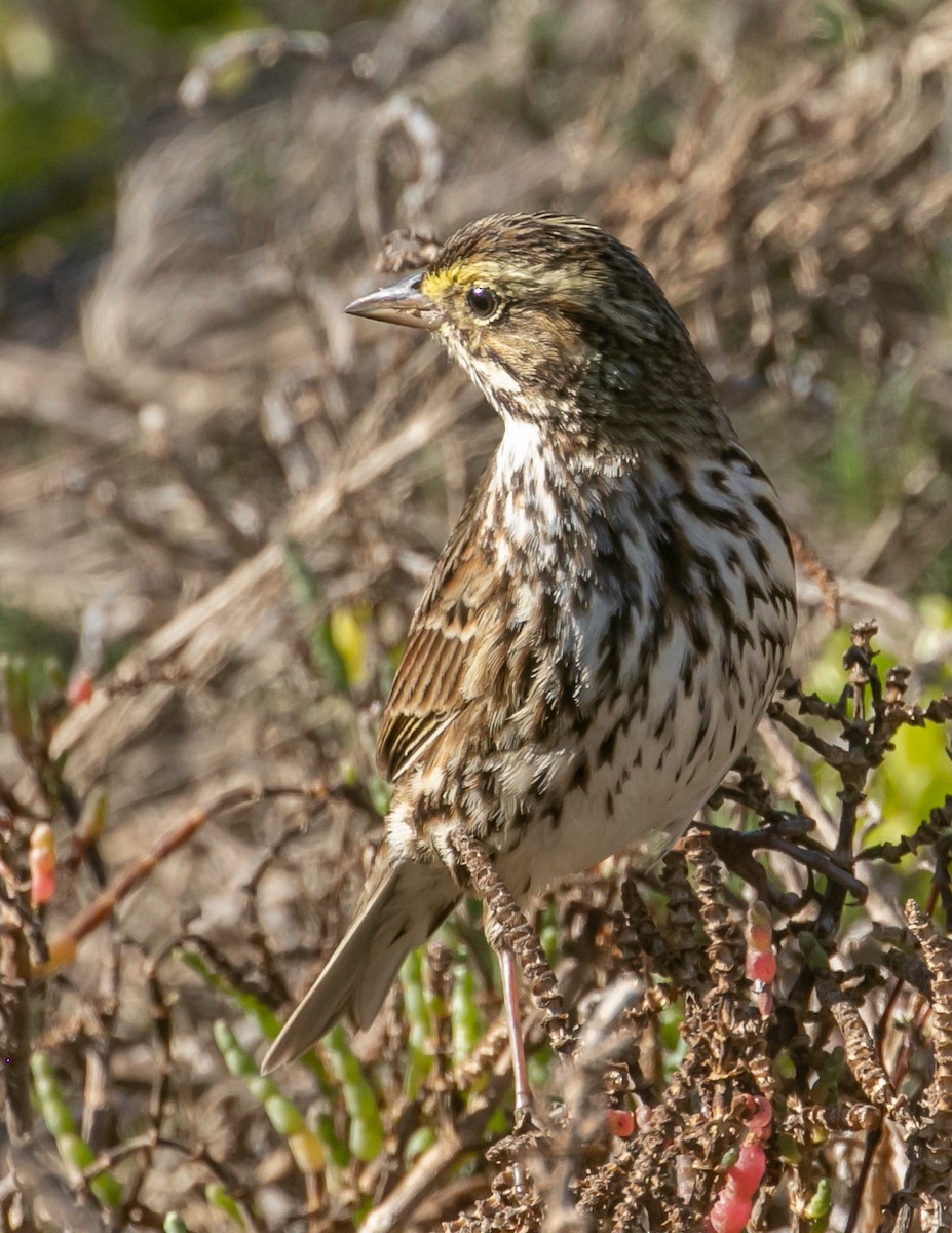 Savannah Sparrow (Belding's) - ML646668560