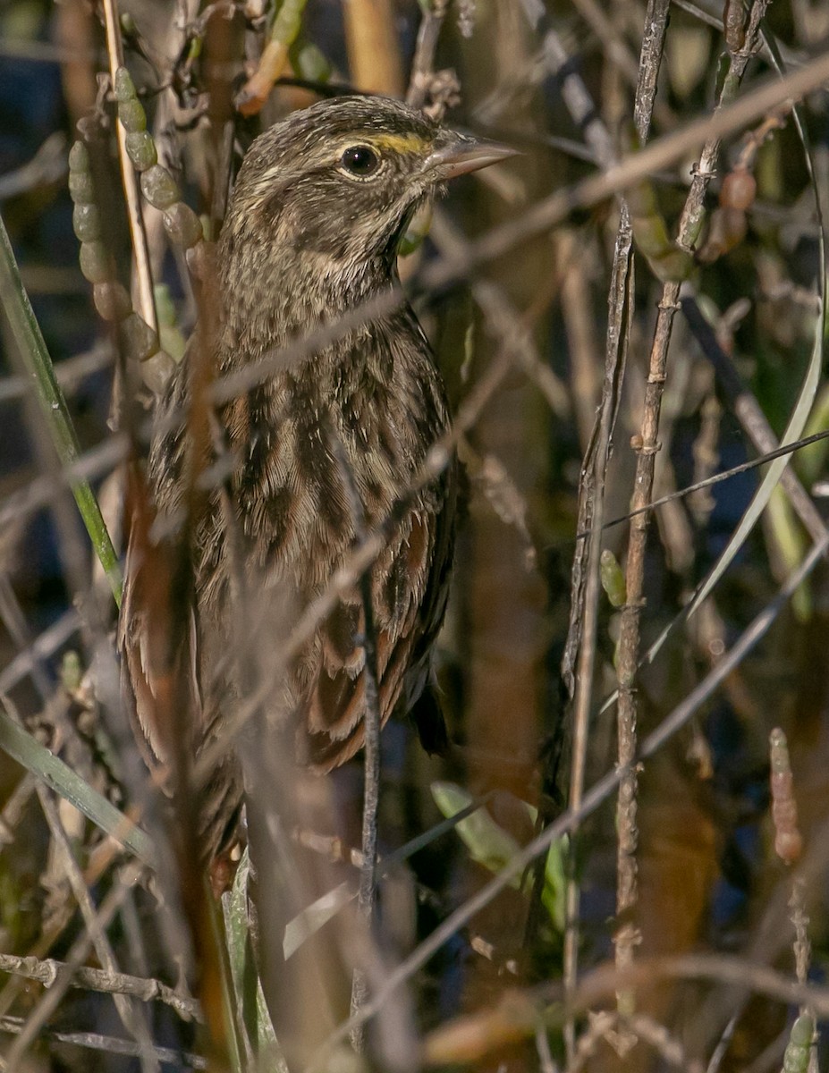 Savannah Sparrow (Belding's) - ML646668562