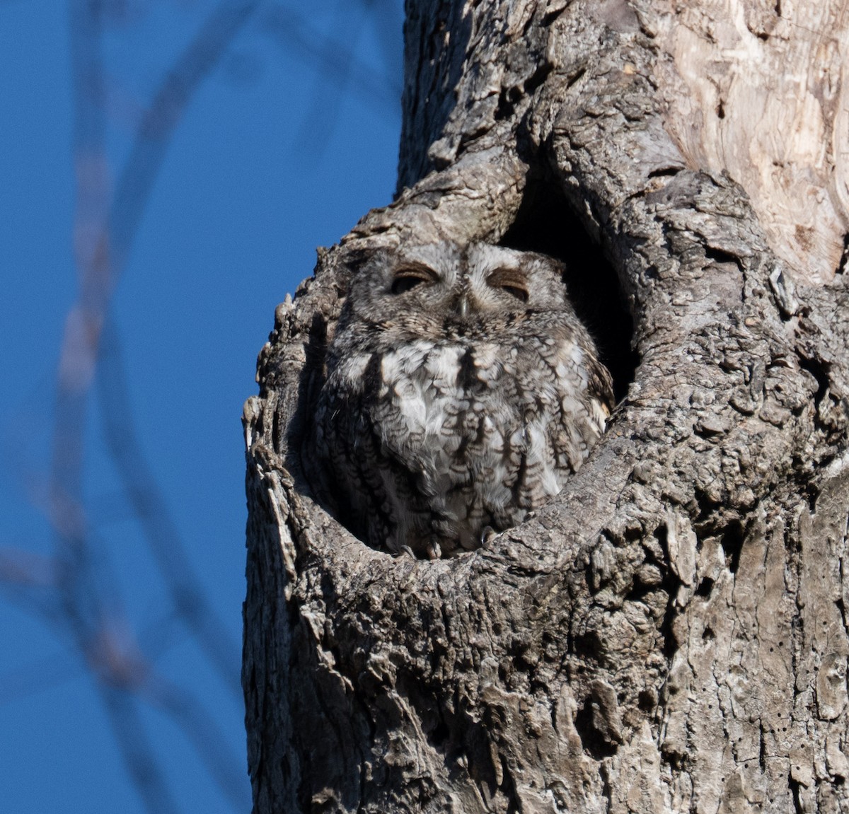 Eastern Screech-Owl - ML646668563