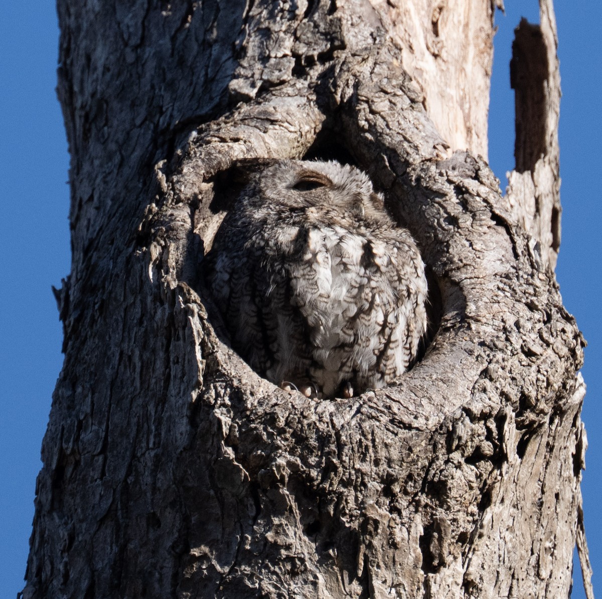 Eastern Screech-Owl - ML646668564