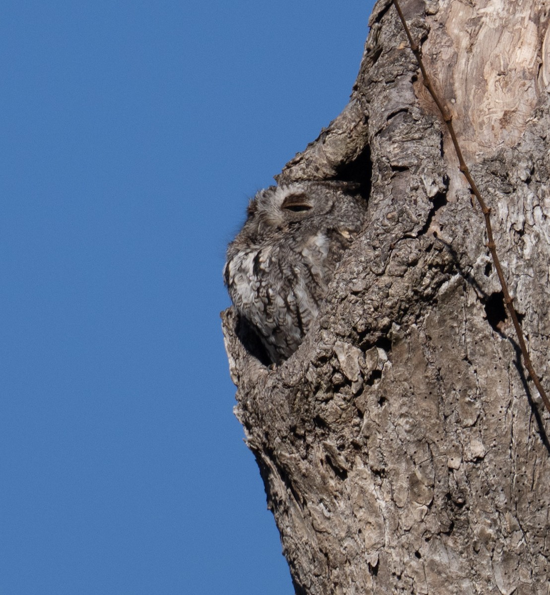 Eastern Screech-Owl - ML646668566