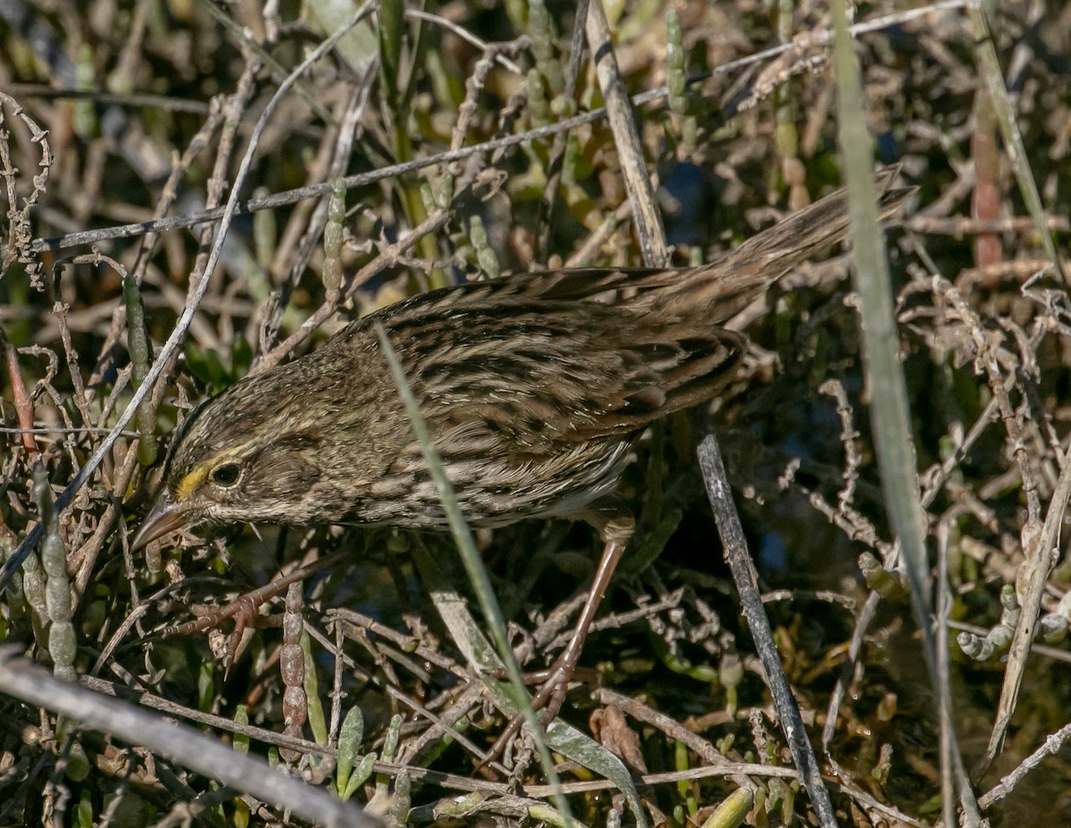 Savannah Sparrow (Belding's) - ML646668568