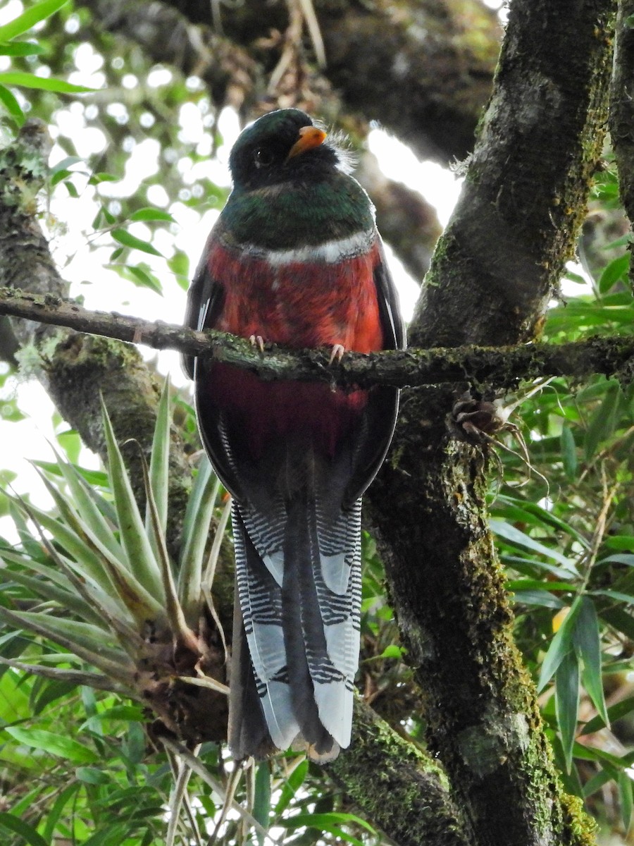 Masked Trogon - ML646668569