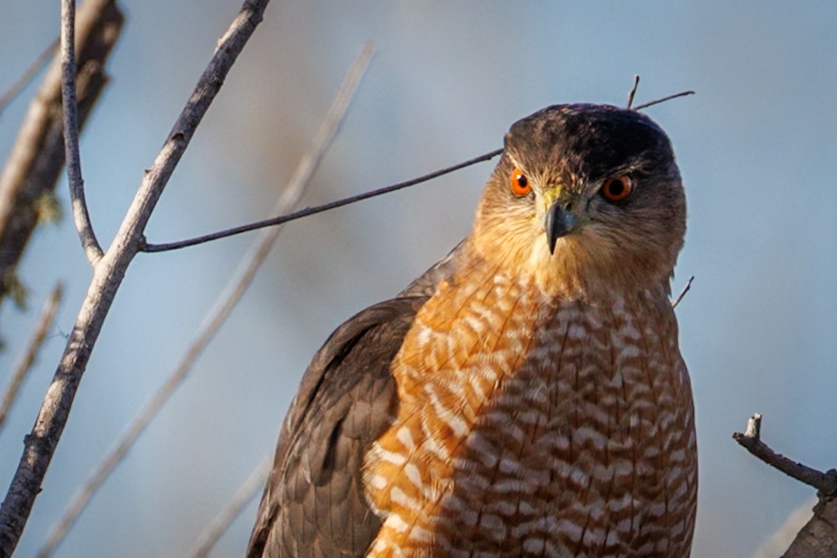 Cooper's Hawk - ML646668570