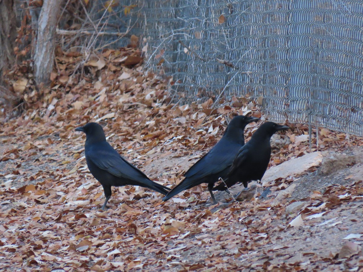 American Crow - ML646668571