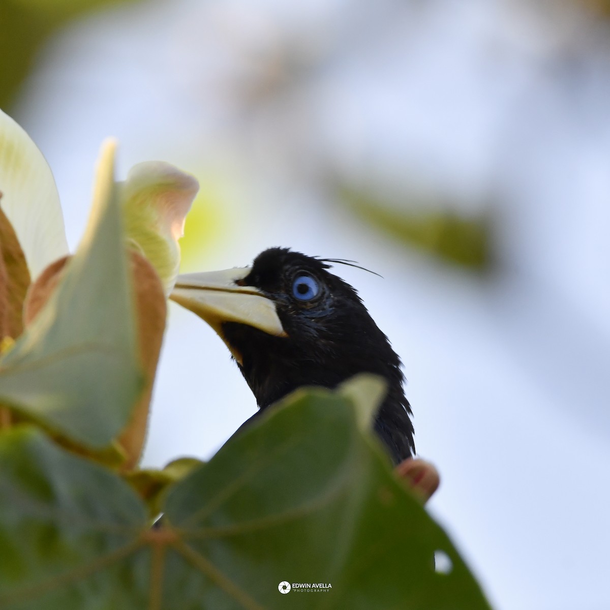 Crested Oropendola - ML646668572