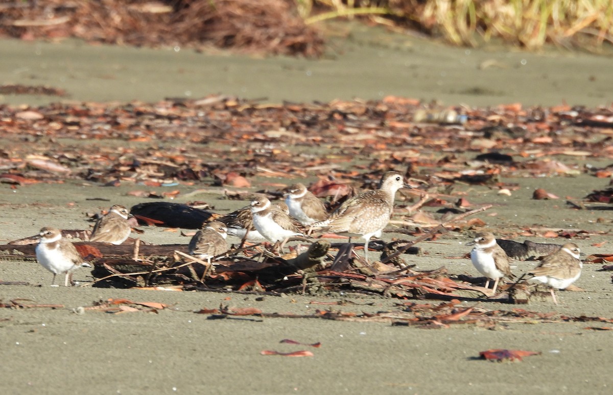 Wilson's Plover - ML646668577
