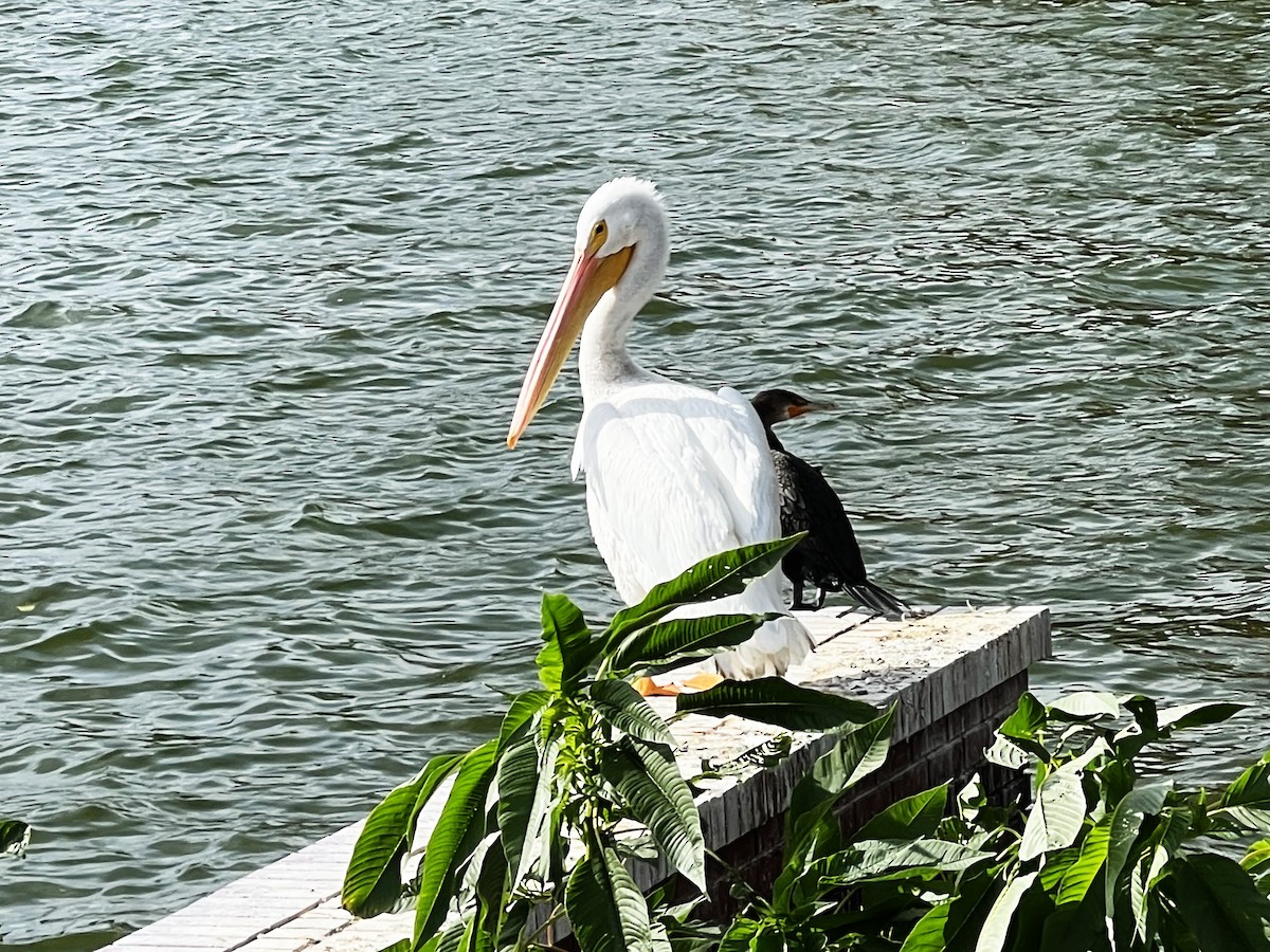 American White Pelican - ML646668578