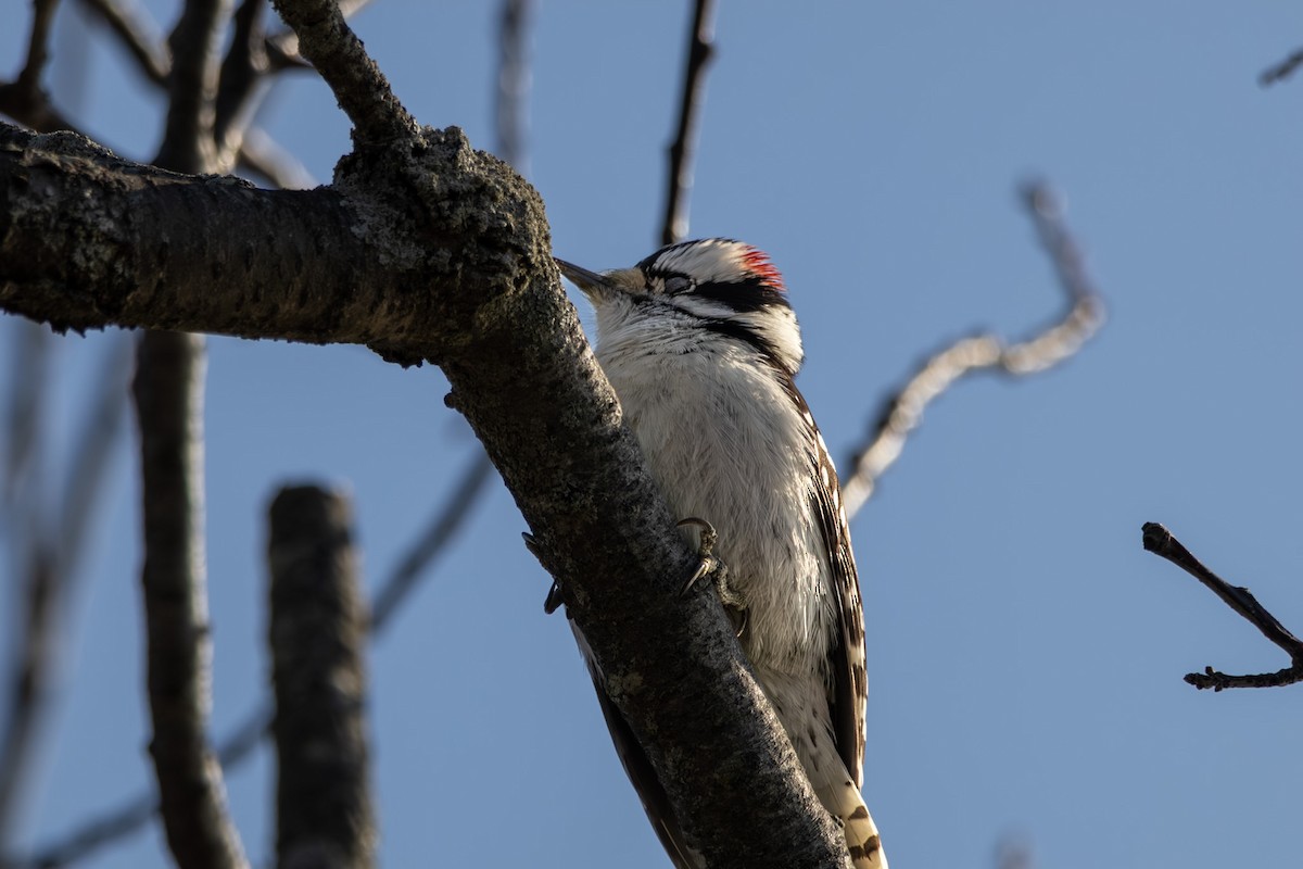 Downy Woodpecker - ML646668579