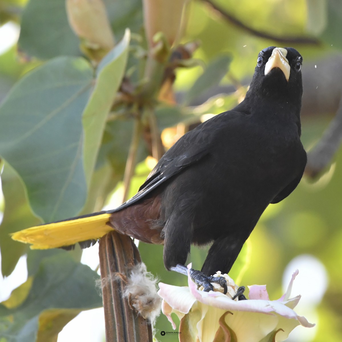 Crested Oropendola - ML646668580