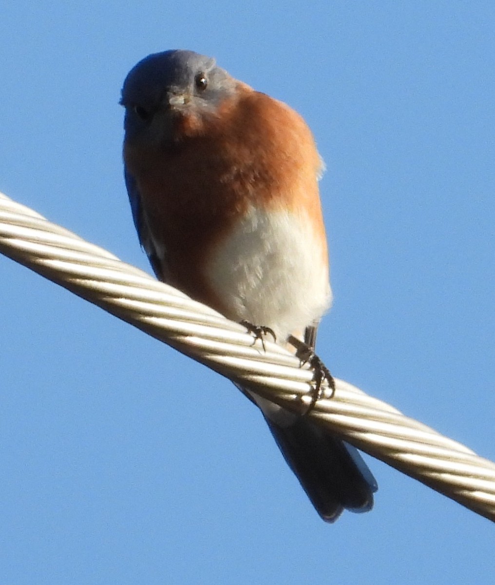 ルリツグミ - ML646668584